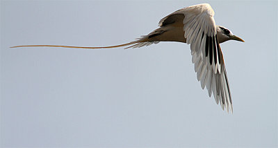 White-tailed Tropicbird, Vitstjrtad tropikfgel, Phaethon lepturus