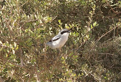 Southern Grey Shrike, kenvarfgel, Larius meridionalis algeriensis