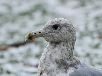 Glaucous-vinged Gull, Grvingad trut, Larus glaucescens