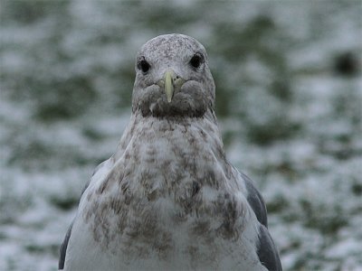 Glaucous-vinged Gull, Grvingad trut, Larus glaucescens