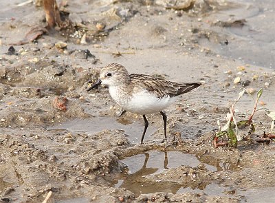 Little Stint, Smsnppa, Calidris minuta