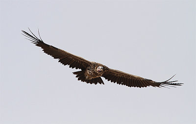 Lappet-faced Vulture, rongam, Torgos trachelioyus