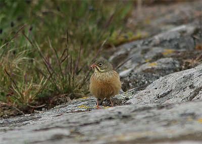 Ortolan Bunting, Ortolansparv, Emberiza hortulana