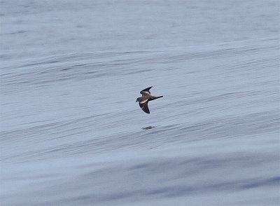 Swinhoes stormpetrell, Swinhoe's Storm-petrel, Oceanodroma monorhis