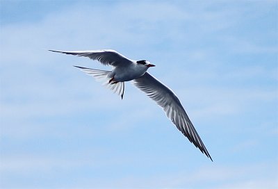 CommonTern, Fisktrna, Sterna hirundo