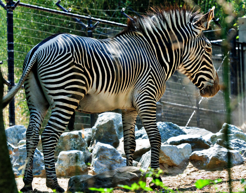 Zebra