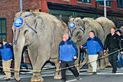 Leader of the Pachyderms