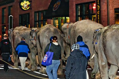 2011 Elephant Parade