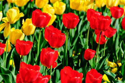 Rouse's Tulips