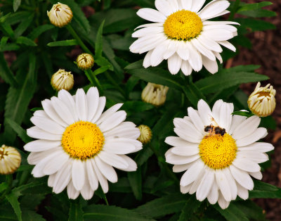 20110618_9960.jpg