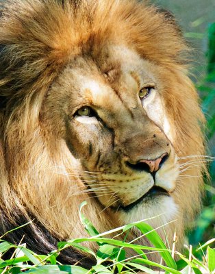 KIng of the Beasts
