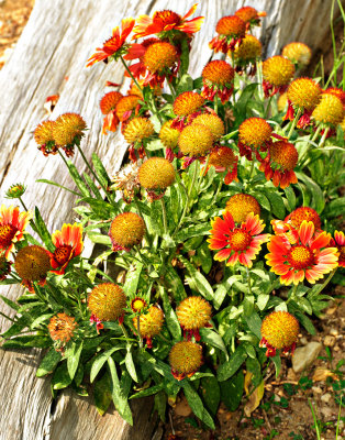 Flowers II
