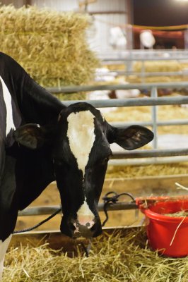 Moo Yourself !