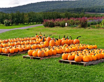 Pumpkins