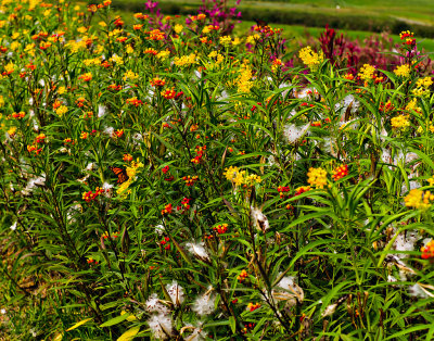 Flowers