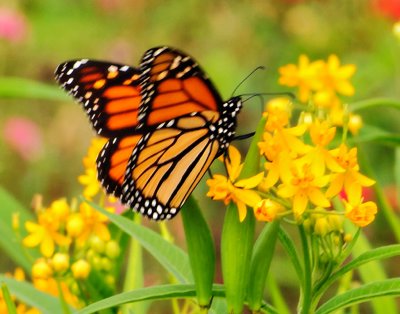 Butterfly II