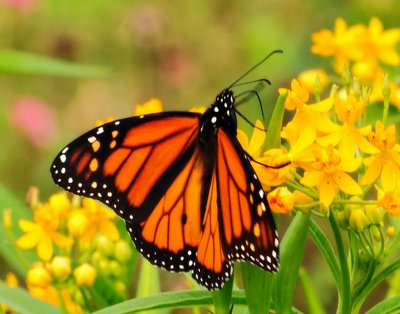 Butterfly I