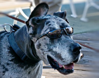 Cool Shades