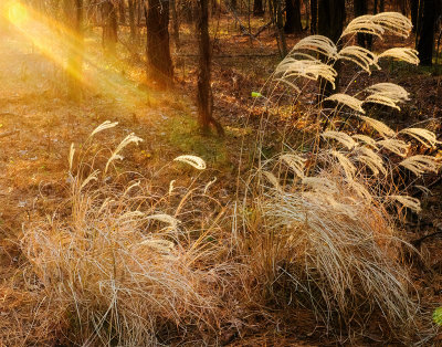 Winter Sun