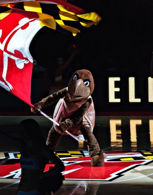 Testudo