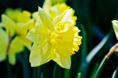 Daffodil 2012