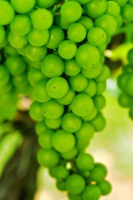 Among the Grapes