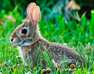 Bunny Rabbit
