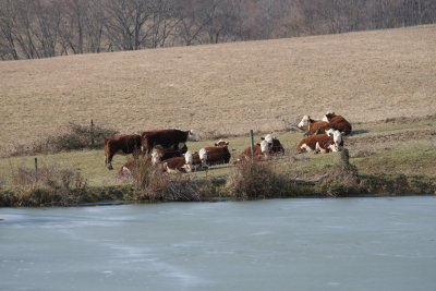 Farm Photos