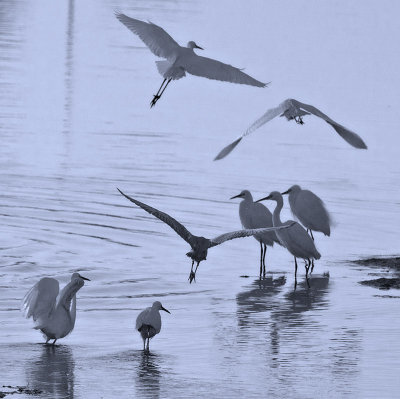 Egrets at Dawn