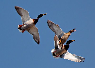 Mallard Manoeuvres