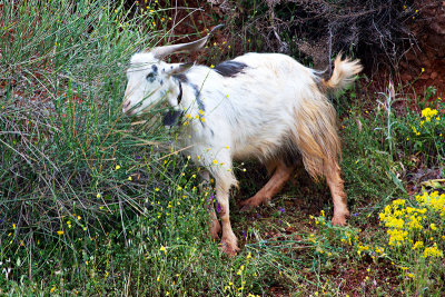 Mountain Goat