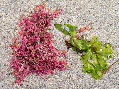 Carrigeen Moss & Sea-Lettuce