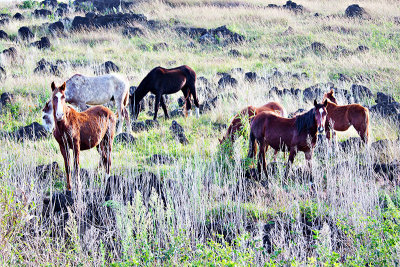 Wild Horses