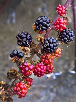 Blackberries - Ripe & Unripe