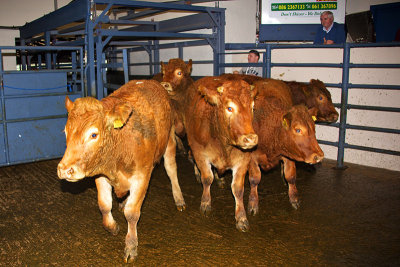 Sixmilebridge Cattle Market