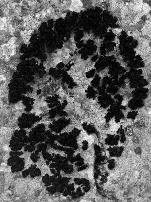 Black Lichen (Verrucaria maura)