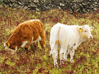 Foraging in the Ferns