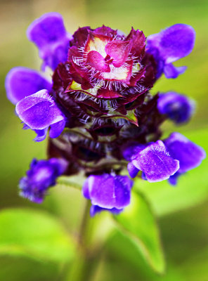 Burren Flower