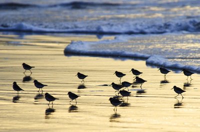 Ringed Plover in Silhouette