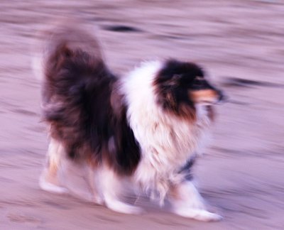 Shetland Sheepdog