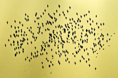 Murmuration
