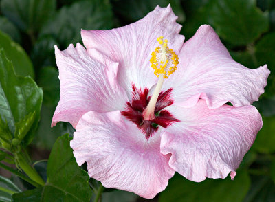 Hibiscus