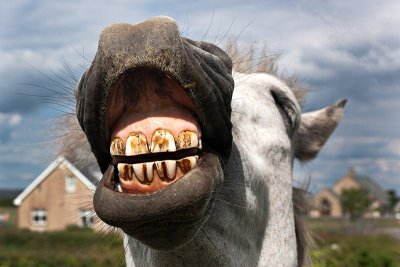 Horse Laugh
