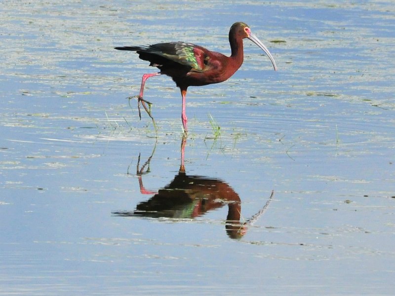 White-faced Ibis Brown Co WI April 18 2012