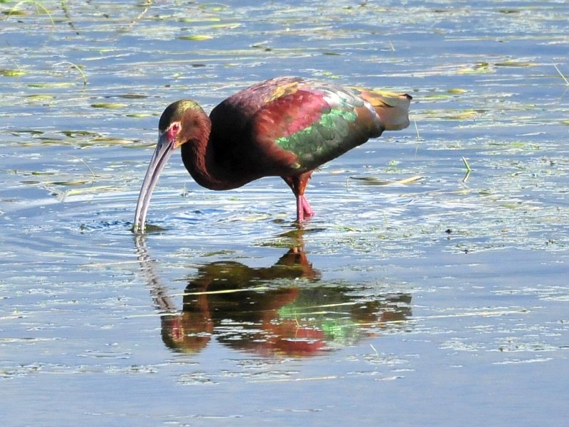 White-faced Ibis Brown Co WI April 18 2012