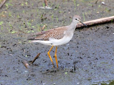 Lesser yellowlegs1.jpg