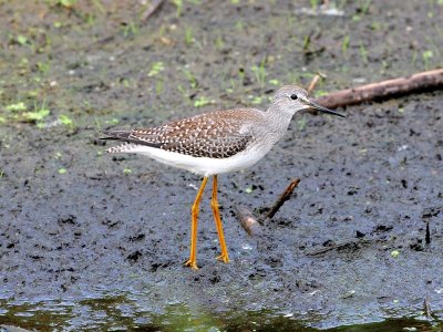 Lesser yellowlegs2.jpg