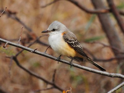 Scissor-tailed flycatcher2.jpg