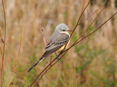 Scissor-tailed flycatcher3.jpg