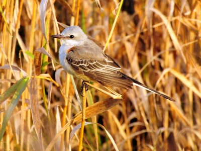 Scissor-tailed flycatcher5.jpg